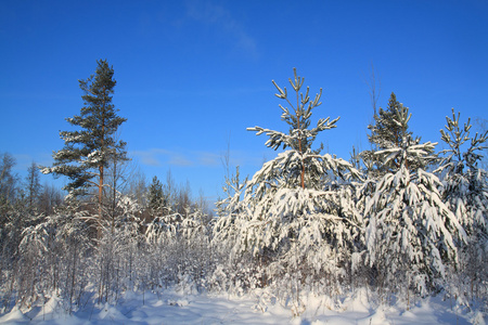 在星空背景上雪松树图片