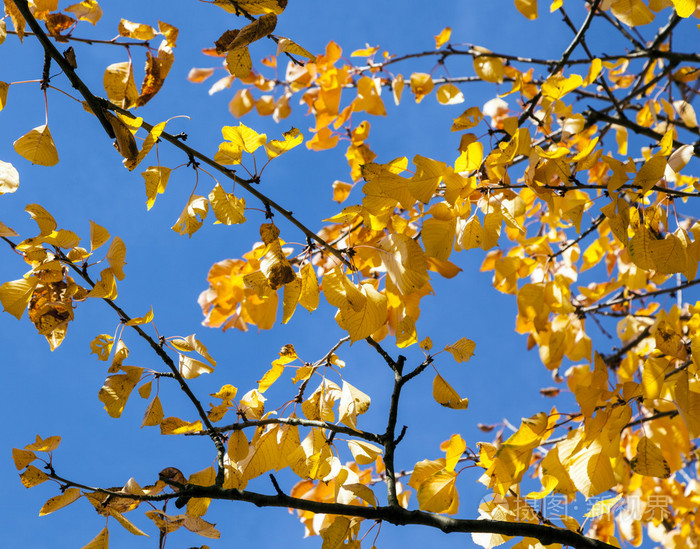 黄色秋天的叶子在树上挂的