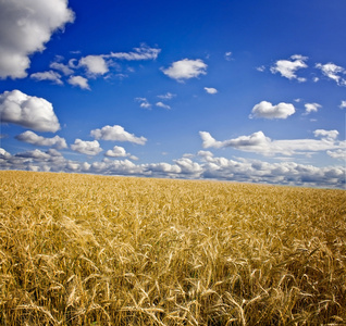领域的黄色小麦和天空的云彩