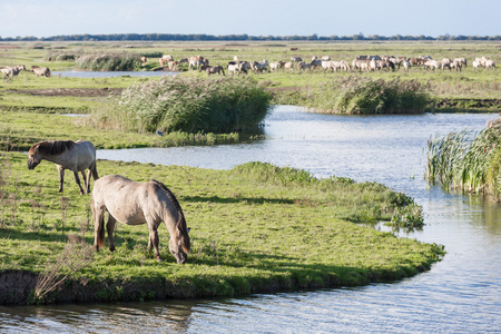 马在荷兰国家公园 oostvaardersplassen