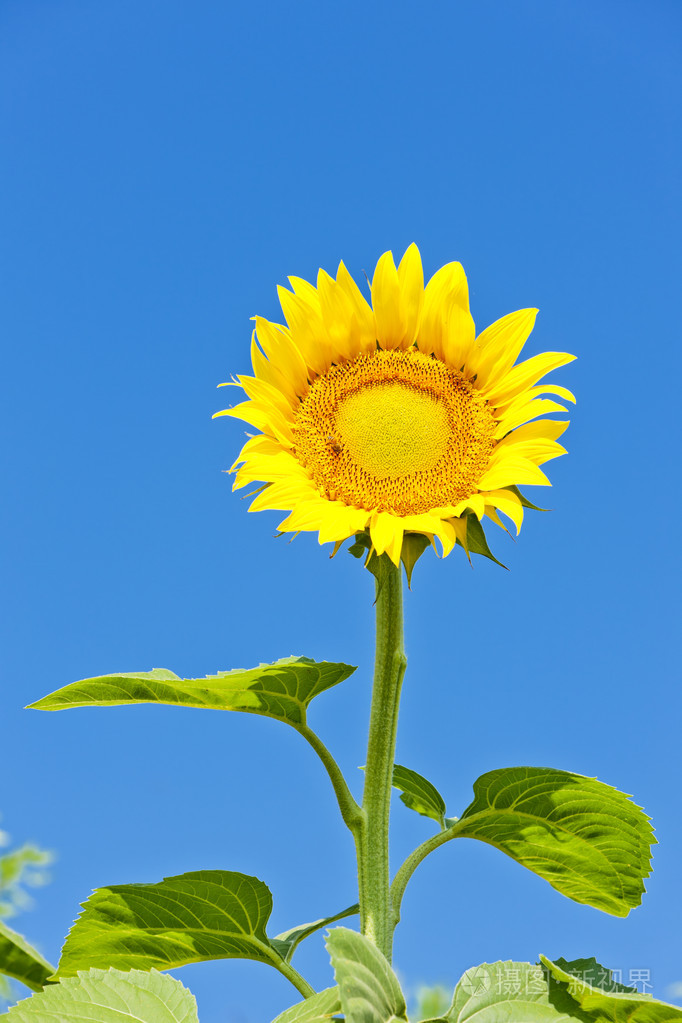 金葵花照片-正版商用图片1adc0v-摄图新视界