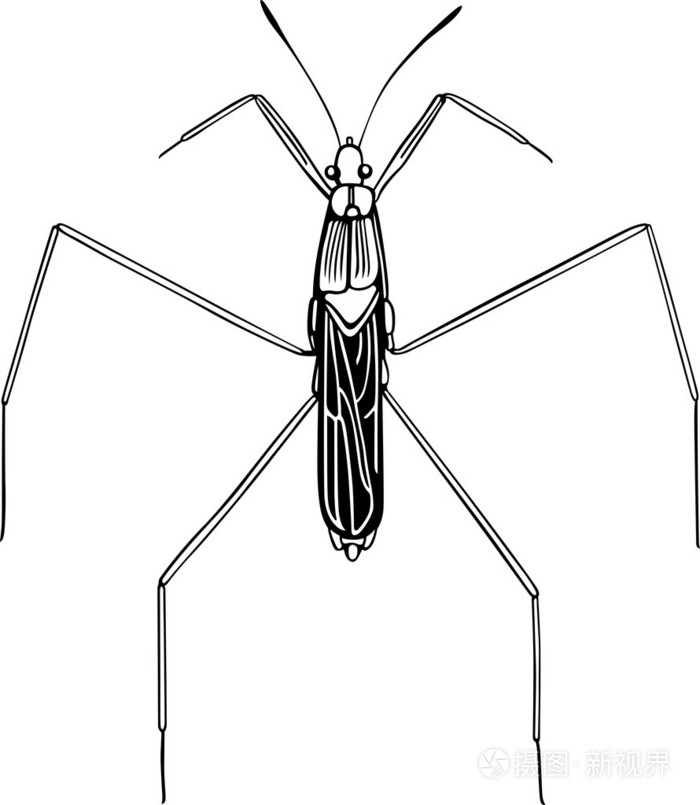 常见的水黾插画-正版商用图片1adcw1-摄图新视界
