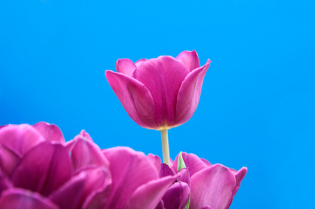 在蓝色背景上的花 粉色 Tullips