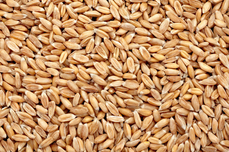 小麦谷物减肥食品