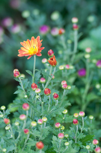 小雏菊花