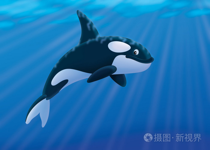虎鲸