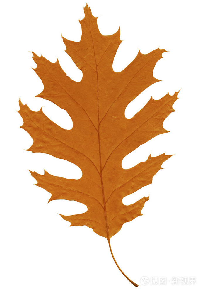 橙叶上孤立的白色特写