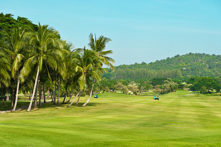 高尔夫球场。棕榈树景观