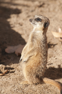 suricate 或猫鼬或猫鼬