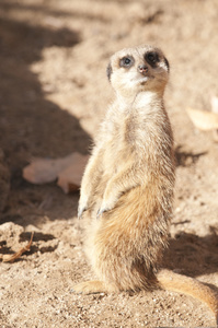 suricate 或猫鼬或猫鼬