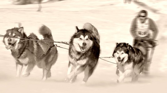 雪橇犬在赛车的速度