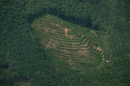 农业在泰国森林山