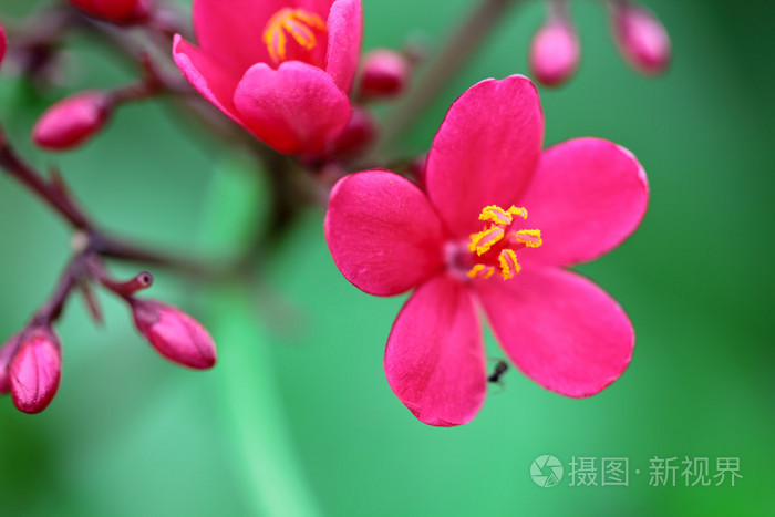 红色的小花