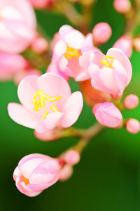 粉红色的花盛开背景