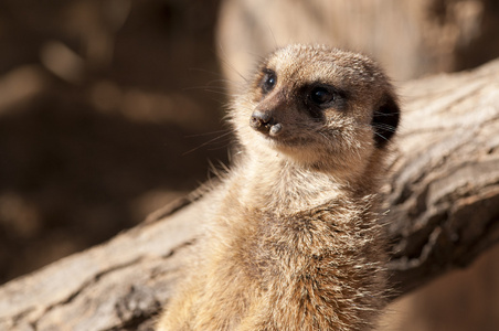 suricate 或猫鼬或猫鼬