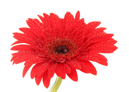 在白色背景上的美丽红色非洲菊