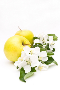 孤立在白色的苹果花