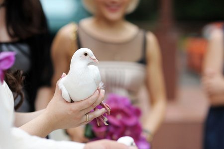 一只白鸽在新娘的手