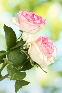 美丽的绿色背景上的粉红玫瑰花束