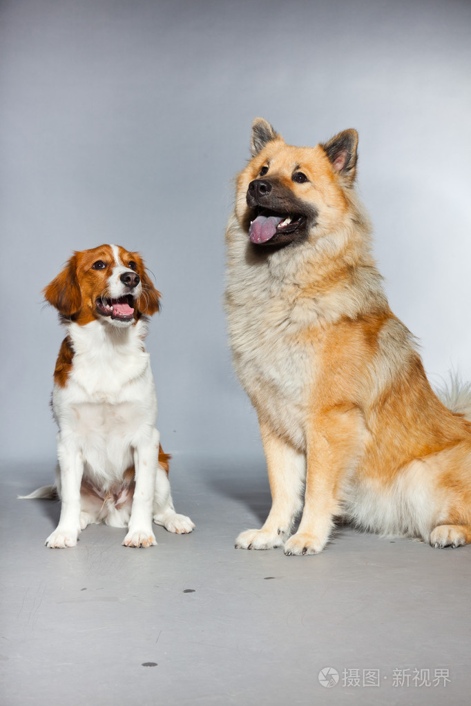 两个年轻可爱的狗在一起