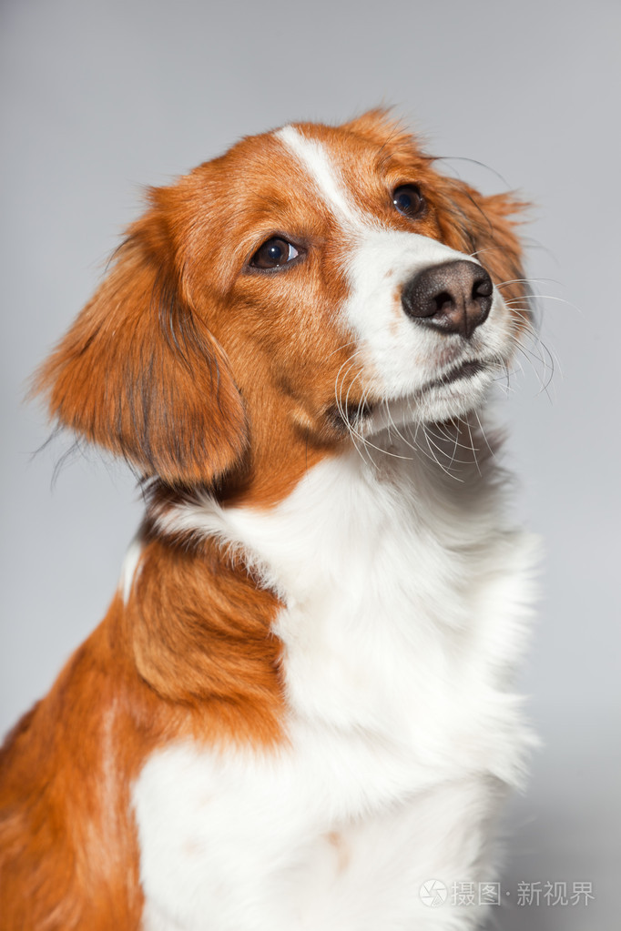可爱的小狗kooiker猎犬