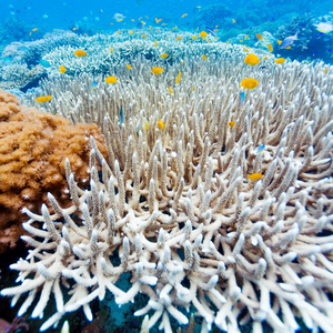 热带鱼多彩的珊瑚礁附近