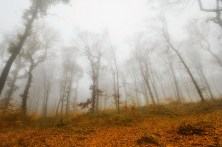 秋天的森林雾