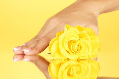 与女人的手在黄色背景上的黄玫瑰