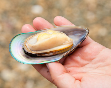 青口贻贝泰国食品汤姆百胜海食品煮熟的青口贝泰国食品冬阴功,水煮