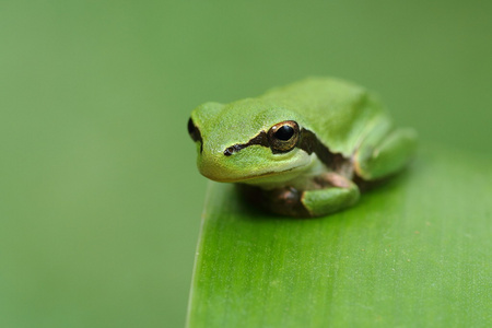 雨蛙青蛙在绿叶和绿色背景上图片