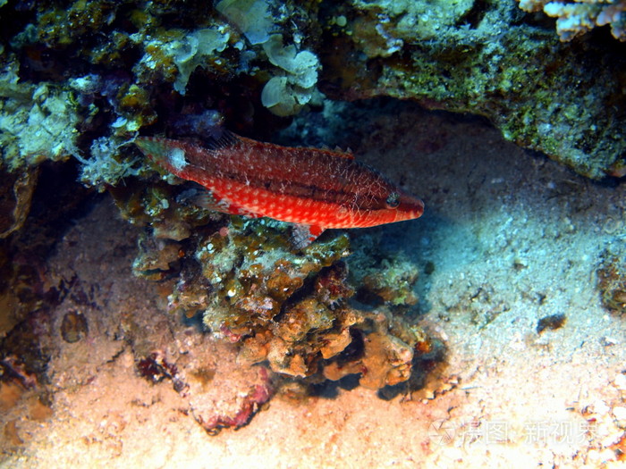 珊瑚鱼，红海，达哈卜