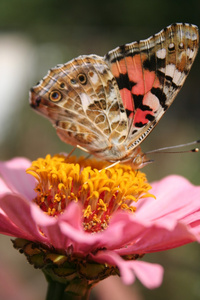 蝴蝶彩纹女士和粉红色的花百日草