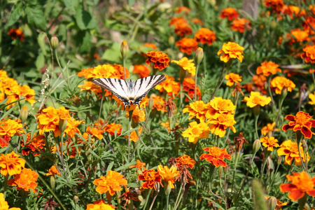 燕尾蝴蝶在橙色的花朵