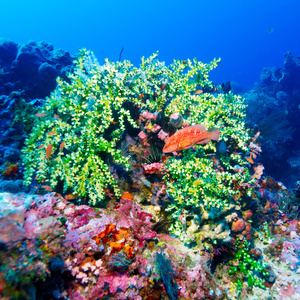 红色热带鱼附近的珊瑚礁