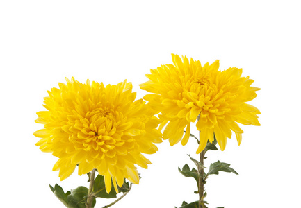 孤立的黄色菊花