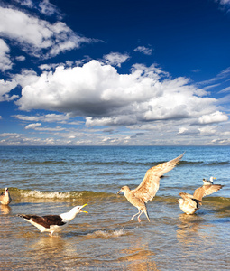 海鸥在海上，蓝多云的天空上。关于 balti 典型场景