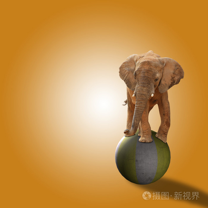 大象站在球上