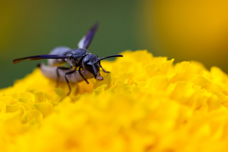 黑黄蜂