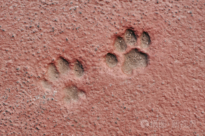 猫爪子印在混凝土中