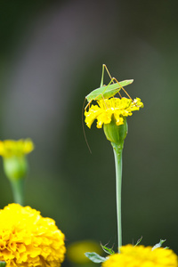 绿色蚱蜢