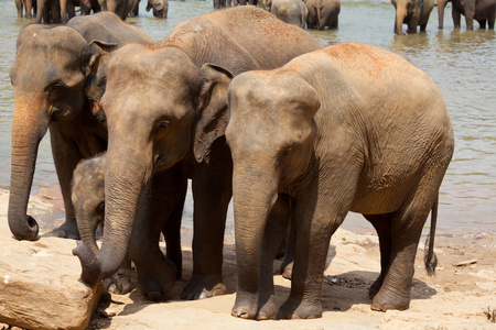 关于斯里兰卡的大象