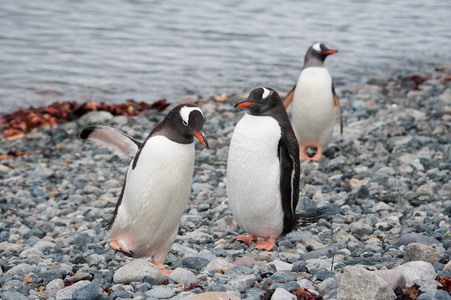 在大海边的 gentoo 企鹅