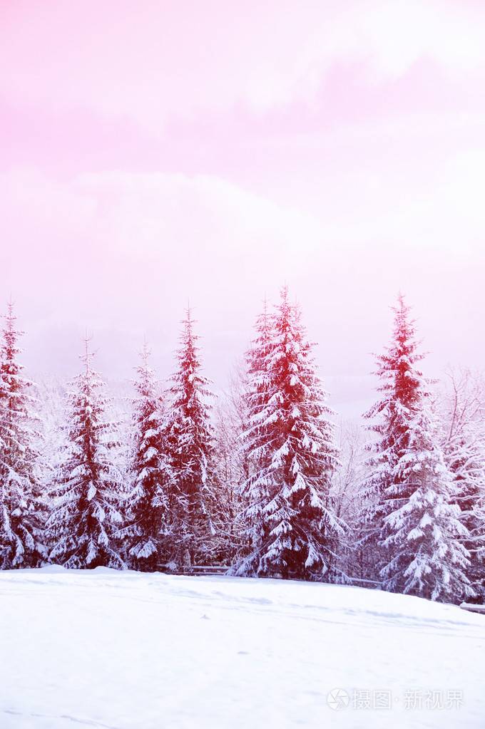 美丽的冬天风景与雪覆盖的树木