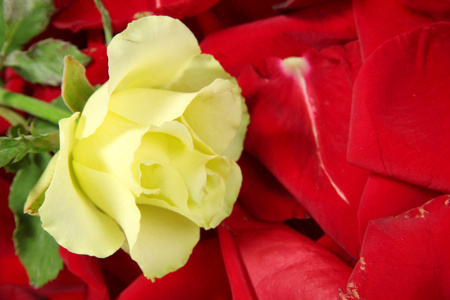 美丽的黄玫瑰红玫瑰花瓣背景上图片