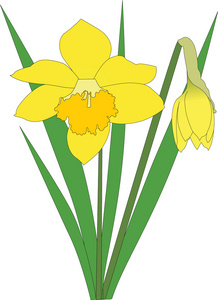 narcissuses 花