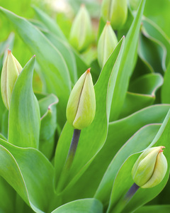 绿色郁金香摄影图