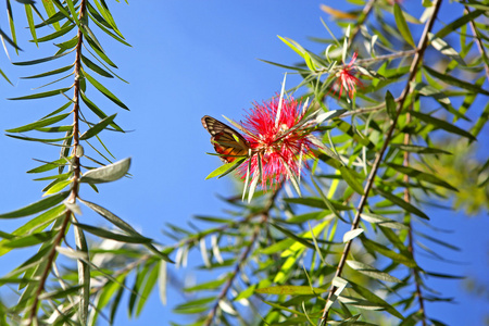 哭泣的 bottlebrush