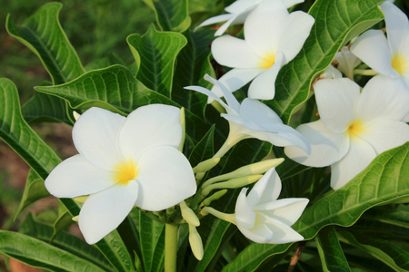 素馨花