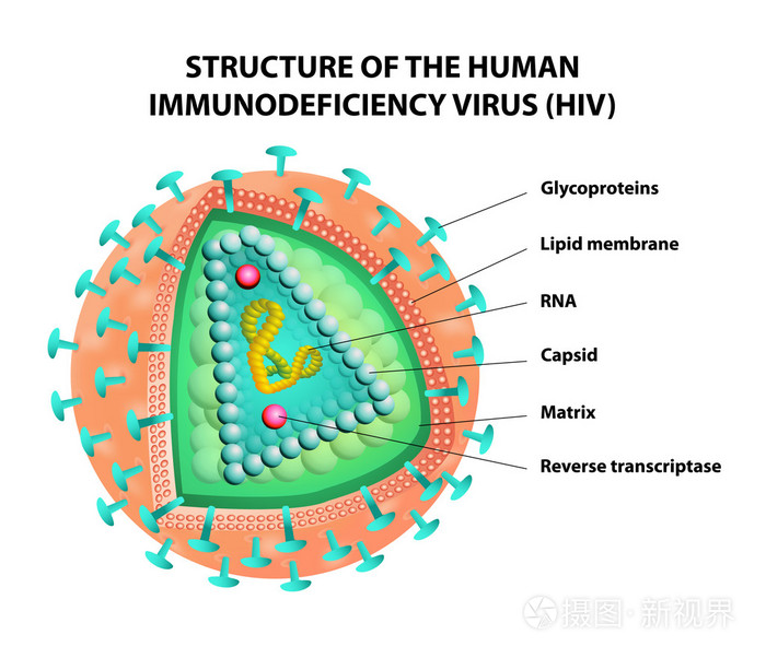 HIV结构示意图图片