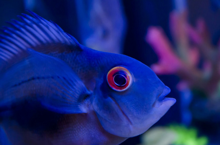 在水族馆中的外来鱼类